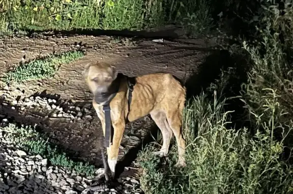 Собака найдена в Подгородней Покровке