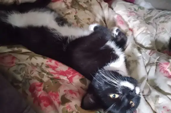 Кошки потеряшки, Челябинск, фото: Кошка пропала в СНТ Дружба, Лазурная, Челябинск