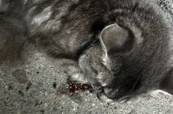 Найденные животные Калининград, фото: Кот в беде у подъезда, Киевская 74Б