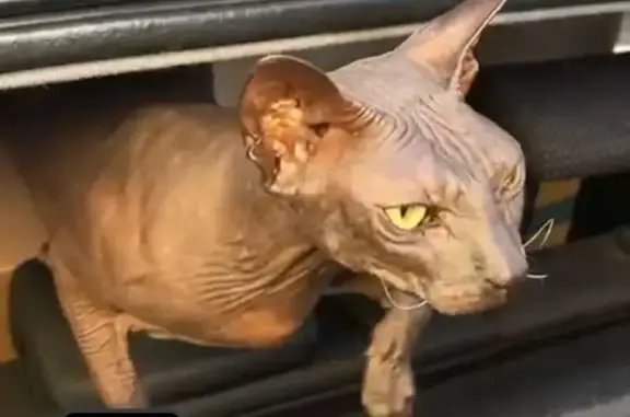 Кошки потеряшки, Пермь, фото: Потеряшка серая кошка, Подводников 94, Пермь