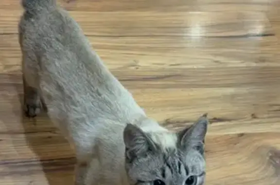 Красивая кошка найдена на Челюскинцев, 5