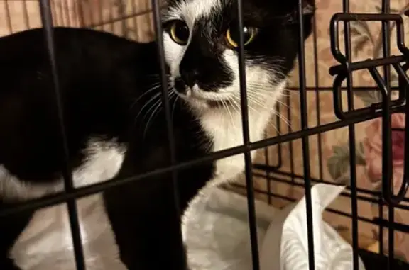 Кошка найдена на Пучковка, 116, Курск