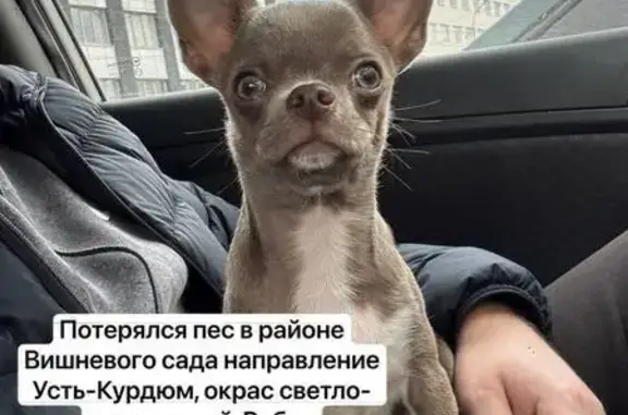 Собаки потеряшки, Саратовская область, фото: Потеряшка собака, Пристанное, Саратовская обл.