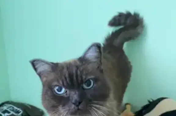 Найденные животные Качканар, фото: Кошка найдена: фото 105, Качканар