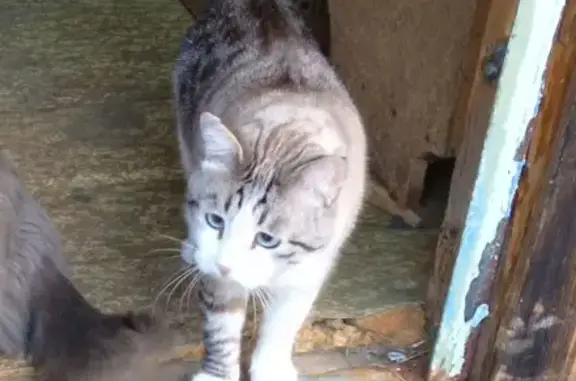 Кошки потеряшки, Увинский район, фото: Потеряшка кошка, Удмуртия
