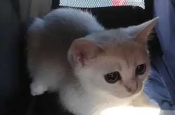 Кошки потеряшки, Ейск, фото: Потеряшка серебристый котенок, Октябрьская 197