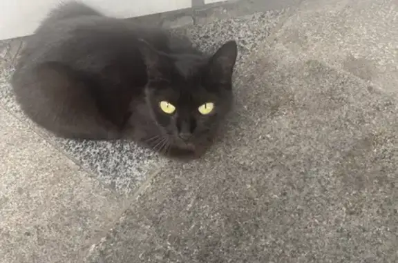 Кошка найдена у Карла Маркса, 59А, Курск