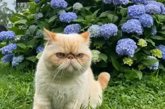 Кошки потеряшки, Коккорево, фото: Потеряшка кот, Черничная ул., Коккорево