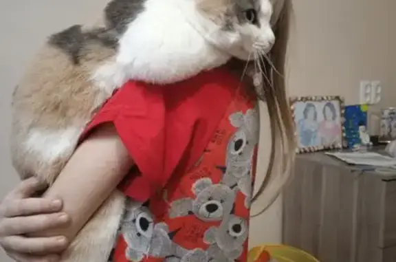 Пропала кошка, ул. Крылова 5, Омск