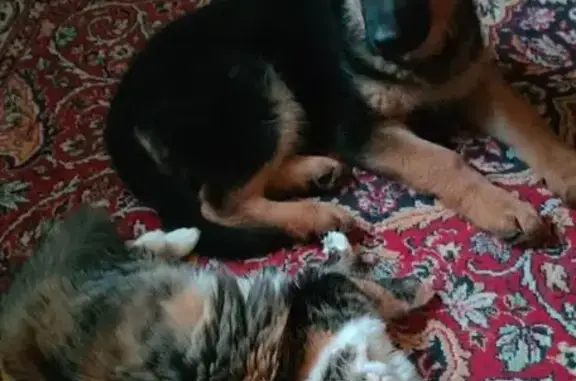 Пропала кошка, МО, розовый ошейник