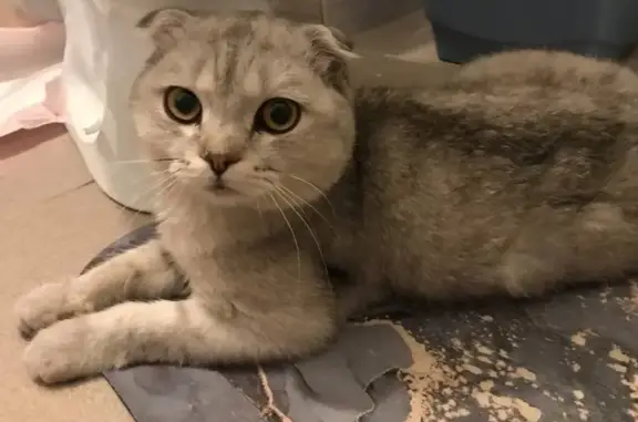 Найдена кошка, Барнаул, фото: Кошка найдена: Шумакова 30, Барнаул