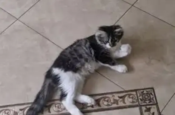 Пропала кошка Сия, ул. Пожарского, Липецк