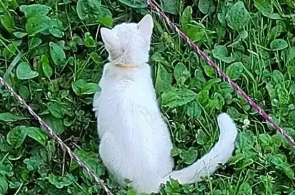 Найдена кошка, Холмск, фото: Кошка найдена: Молодёжная 21, Холмск