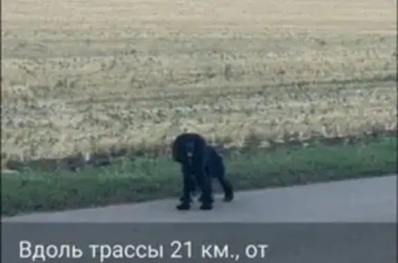 Собака найдена: пер. Боричевского, 3А, Зерноград