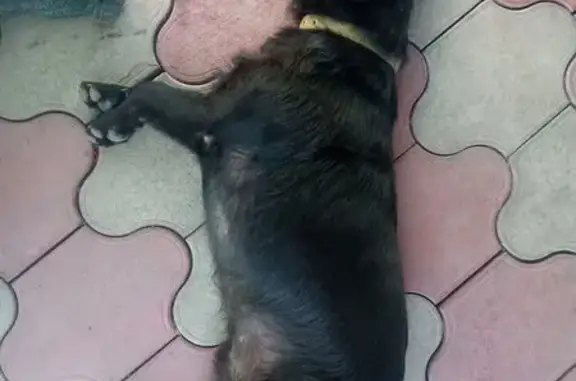 Найденные животные Широчанка, фото: Собака найдена: Набережная ул., Широчанка