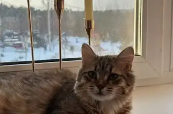 Пропала кошка Клепа, МО, помогите найти!