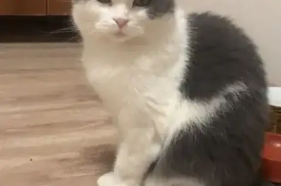 Пропала кошка, ул. Братьев Кашириных, 117