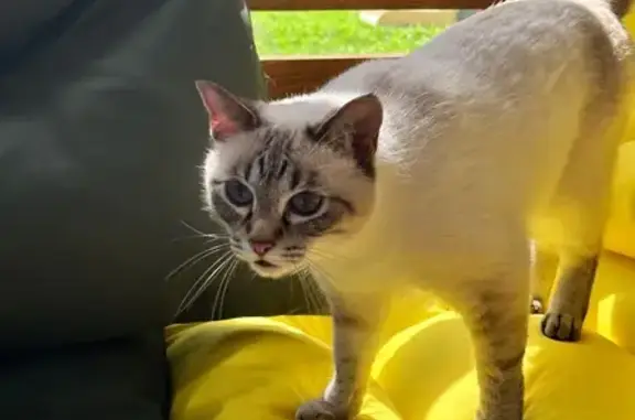 Объявления о пропавших и найденных животных, Елизово, фото: Пропала кошка, Елизово, 5 стройка