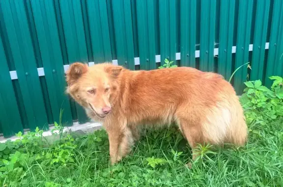 Собака найдена в СНТ Солнышко, Воскресенск