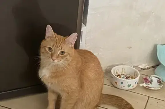 Кошки потеряшки, Московская область, фото: Потеряшка рыжая кошка, Запрудня МО