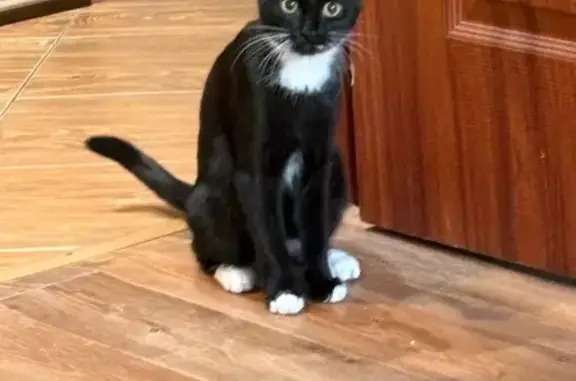 Кошки потеряшки, Иркутск, фото: Потеряшка кошка, Звездинская 22, Иркутск