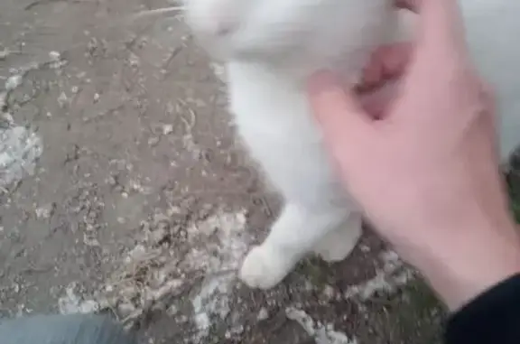 Найдена кошка, Петропавловск-Камчатский, фото: Кошка найдена: пр. 50 лет Октября, 9/8