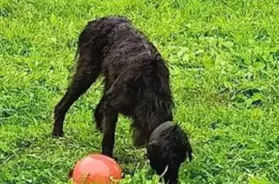 Слепая собака найдена в Мотовилово, д. 11