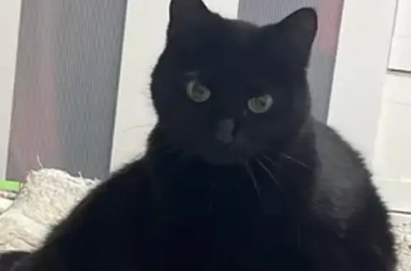 Потерянные животные Якутск, фото: Пропала кошка, Дзержинского 37, Якутск