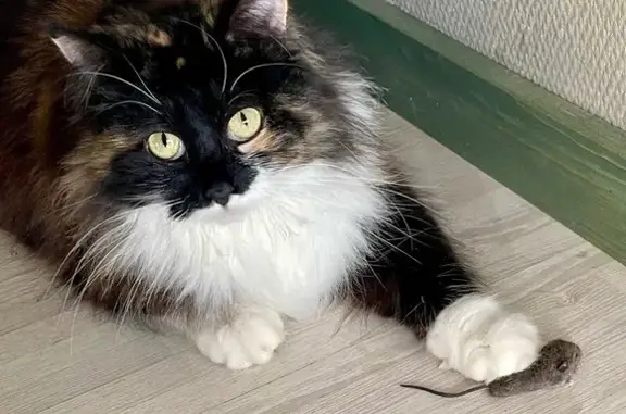 Кошки потеряшки, Петропавловск-Камчатский, фото: Потеряшка кошка, Ленинская 20, Петропавловск