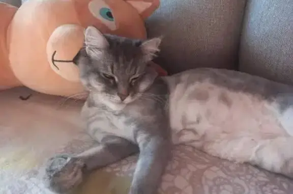 Кошки потеряшки, Белозерск, фото: Потеряшка кошка, Советский пр. 9Б, Белозерск