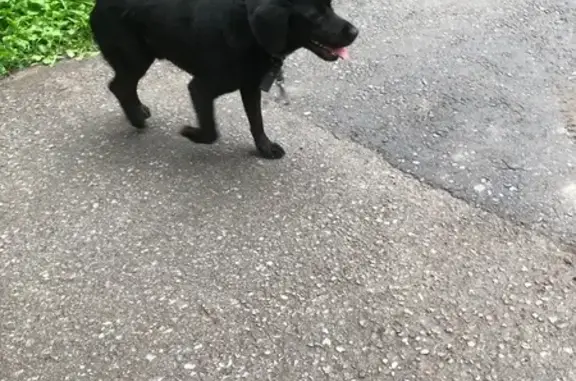 Найдена собака, Советская ул., Липецк