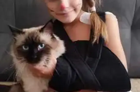 Пропала кошка в Ситовке, Липецкая обл.