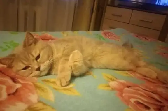 Кошки потеряшки, Новокуйбышевск, фото: Потеряшка кошка, Широкая ул. 35, Новокуйбышевск