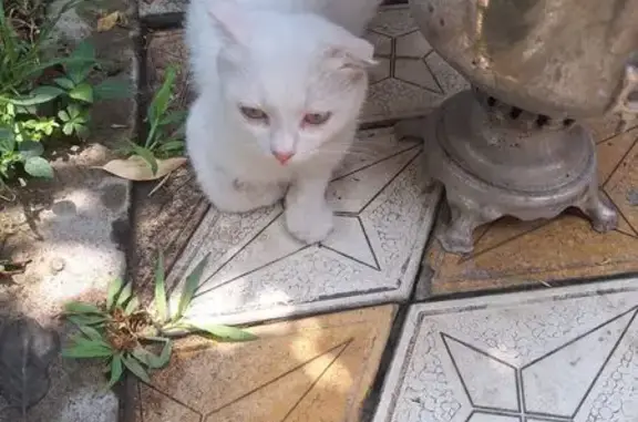 Найдена кошка, Приморский, фото: Кошка найдена: Набережная ул., 13