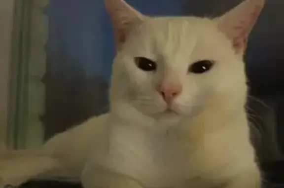 Кошки потеряшки, Петрозаводск, фото: Потеряшка кошка, ул. Жуковского, 34