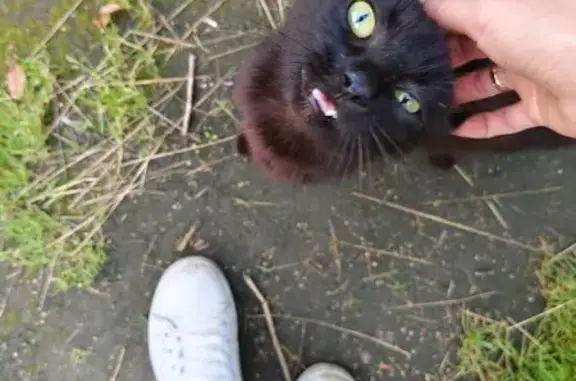 Кошка найдена: Бухарестская ул., СПб