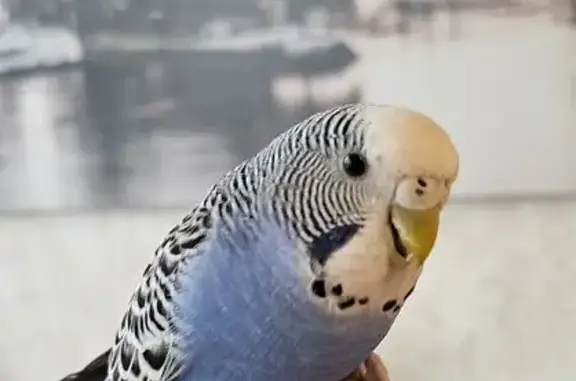 Пропал попугай, Орудийная 32, Калининград