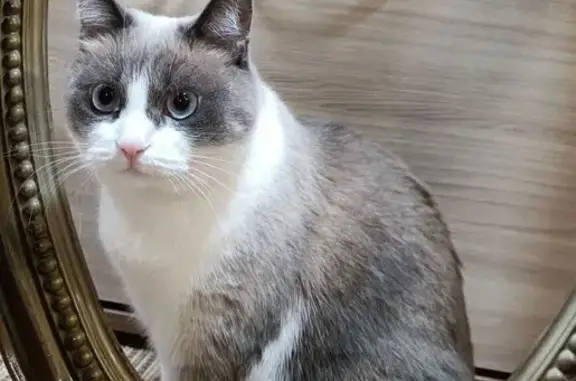 Кошки потеряшки, Семилуки, фото: Потеряшка кошка, Транспортная ул., Семилуки