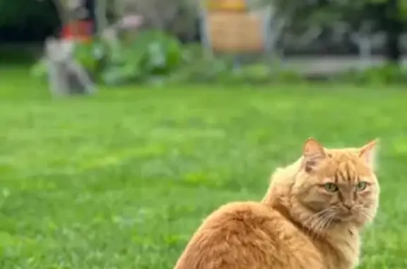 Кошки потеряшки, Кемерово, фото: Потеряшка кошка, Комсомольский пр., 61