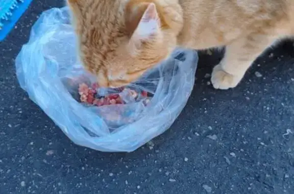 Найдена кошка, Дорохово, фото: Кошка найдена на Невкипелого, 57, Дорохово