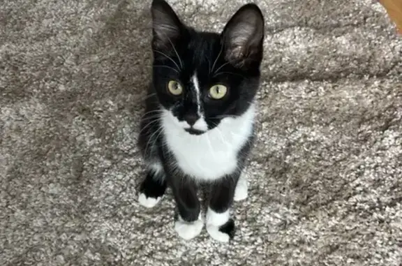 Котенок найден на Д. Бедного, 83, Тюмень