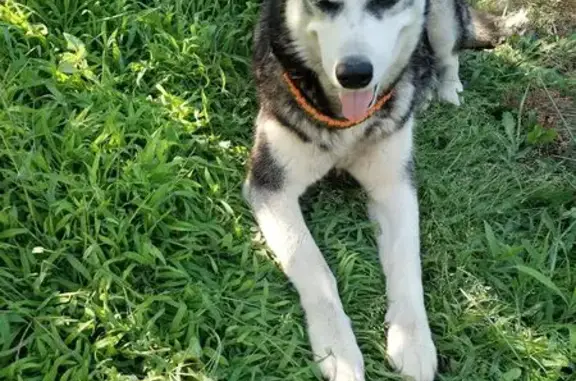 Хаски найдена в Михайловке, Воронежская обл.