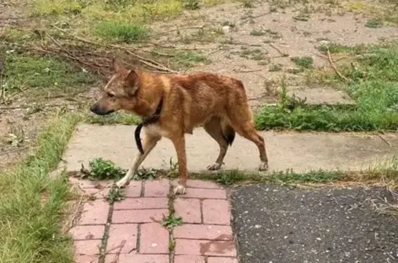 Найденные животные Кострома, фото: Найдена собака, Ново-Полянская 6, Кострома