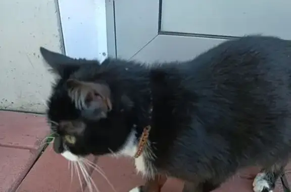 Найдена кошка, Новокузнецк, фото: Кошка найдена: ул. М. Тореза, 61В, Новокузнецк