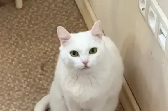 Пропала белая кошка, Героев Североморцев, 67