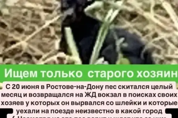 Найдена собака, Ростов-на-Дону, фото: Той терьер найден: Привокзальная пл., 2/1