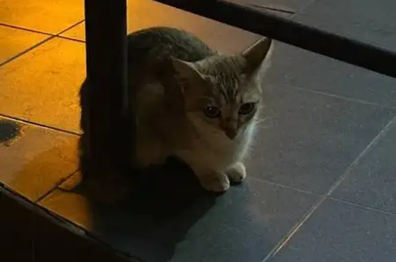 Кошка найдена, 1-я Новокузьминская, 11