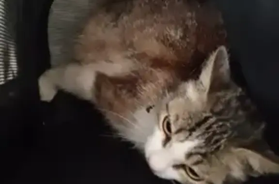 Найденные животные , фото: Кошка найдена: Камышлов, Ирбитская 66