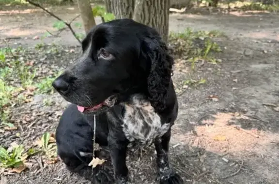 Собака найдена: ул. Лермонтова, 34, Пенза