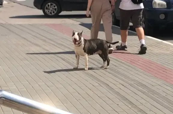 Найдена собака, Калуга, фото: Собака найдена: Воскресенская ул, 33, Калуга